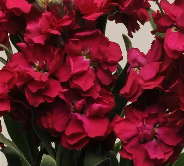 Левкой Katz Рубиновый - Matthiola incana Katz Ruby - Фото №1