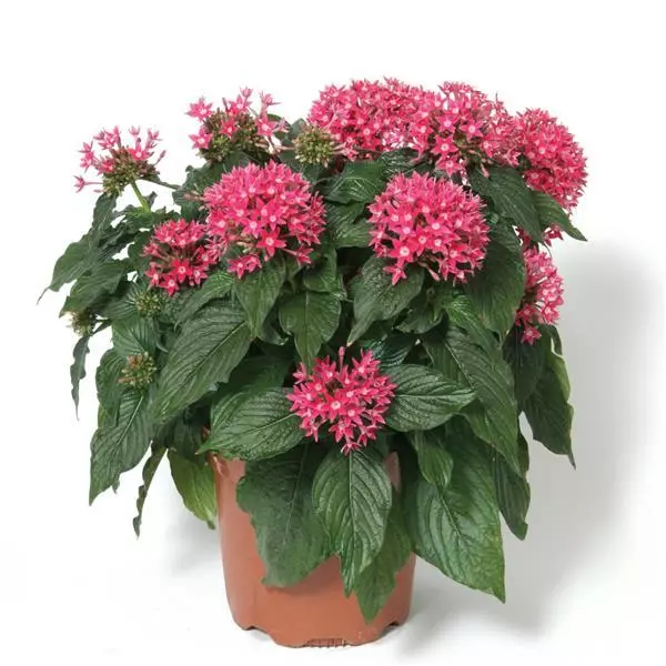 Пентас Butterfly Насыщенно-розовый - Pentas lanceolata Butterfly Deep Pink - Фото №2