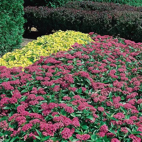 Пентас Butterfly Насыщенно-розовый - Pentas lanceolata Butterfly Deep Pink - Фото №3