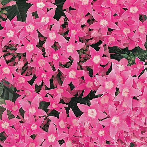 Пентас Butterfly Насыщенно-розовый - Pentas lanceolata Butterfly Deep Pink - Фото №1
