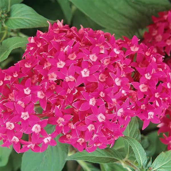 Пентас Butterfly Насыщенно-розово-малиновый - Pentas lanceolata Butterfly Deep Rose - Фото №1