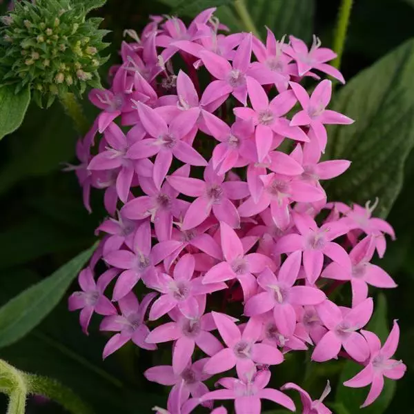 Пентас Butterfly Орхидный - Pentas lanceolata Butterfly Orchid - Фото №1