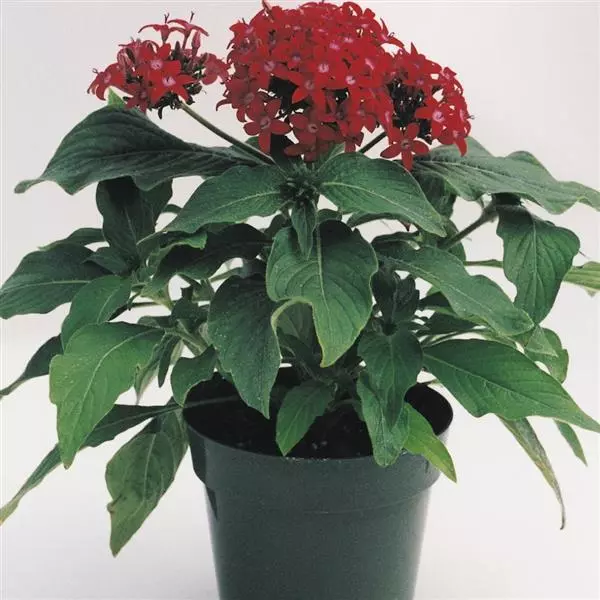 Пентас Butterfly Красный - Pentas lanceolata Butterfly Red - Фото №2