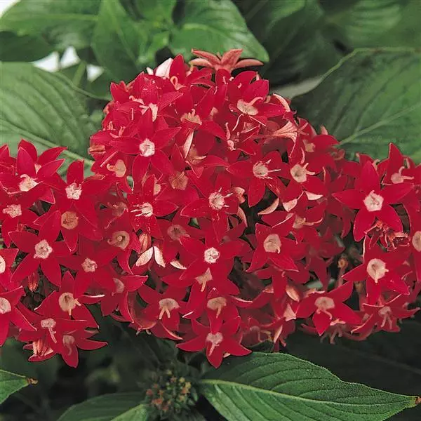 Пентас Butterfly Красный - Pentas lanceolata Butterfly Red - Фото №1
