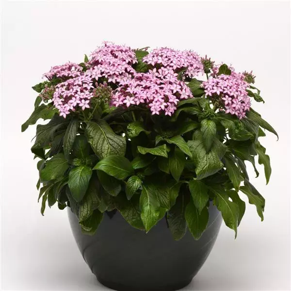 Пентас Glitterati Пурпурная звезда - Pentas lanceolata Glitterati Purple Star - Фото №2