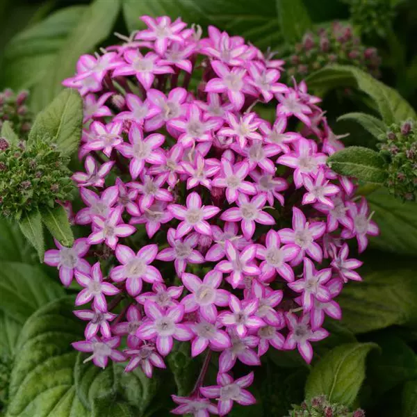 Пентас Glitterati Пурпурная звезда - Pentas lanceolata Glitterati Purple Star - Фото №1