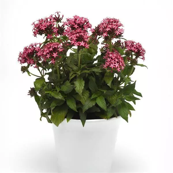Пентас Glitterati Красная звезда - Pentas lanceolata Glitterati Red Star - Фото №2