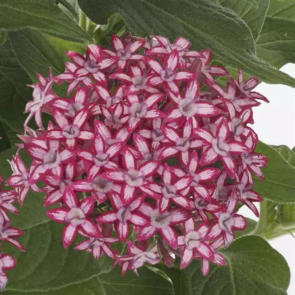 Пентас Glitterati Красная звезда - Pentas lanceolata Glitterati Red Star - Фото №1
