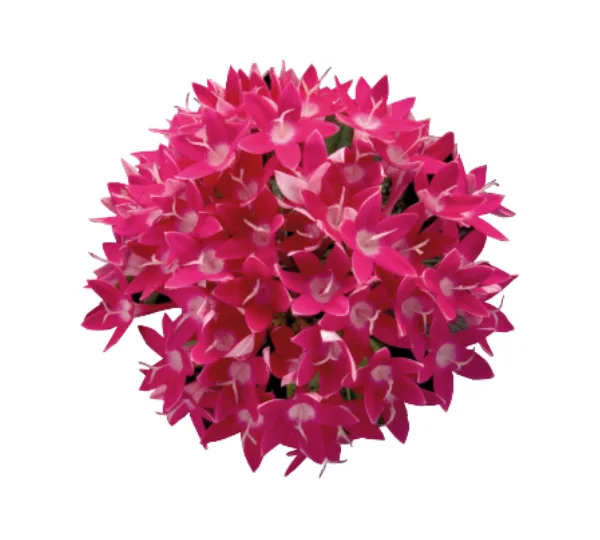 Пентас ланцетовидный Калейдоскоп карнеа Глубокая Роза F1 - Pentas lanceolata Kaleidoscope carnea Deep Rose F1 - Фото №2