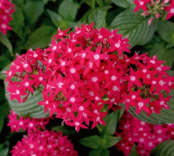 Пентас ланцетовидный Калейдоскоп карнеа Глубокая Роза F1 - Pentas lanceolata Kaleidoscope carnea Deep Rose F1 - Фото №1