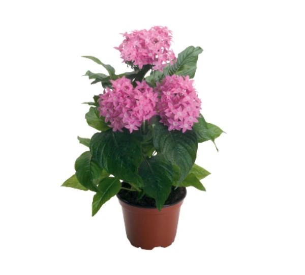Пентас ланцетовидный Калейдоскоп Розовый F1 - Pentas lanceolata Kaleidoscope carnea Pink F1 - Фото №2