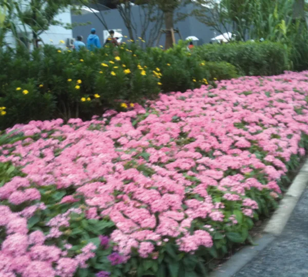 Пентас ланцетовидный Калейдоскоп Розовый F1 - Pentas lanceolata Kaleidoscope carnea Pink F1 - Фото №1