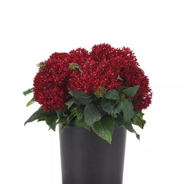 Пентас Lucky Star Тёмно-красный - Pentas lanceolata Lucky Star Dark Red - Фото №2