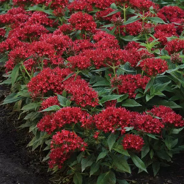 Пентас Lucky Star Тёмно-красный - Pentas lanceolata Lucky Star Dark Red - Фото №3