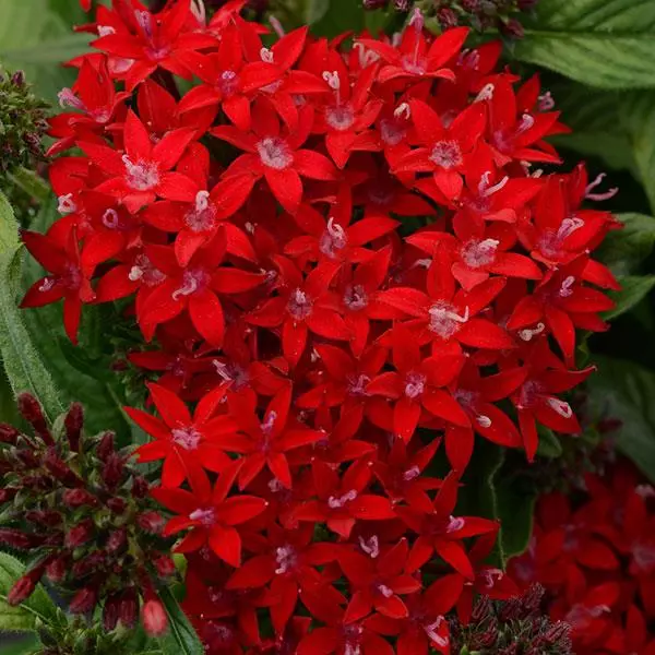 Пентас Lucky Star Тёмно-красный - Pentas lanceolata Lucky Star Dark Red - Фото №1