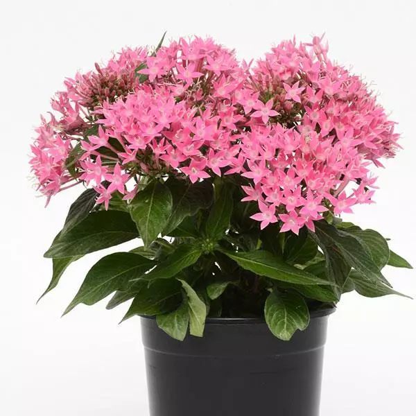 Пентас Lucky Star Насыщенно-розовый - Pentas lanceolata Lucky Star Deep Pink - Фото №2