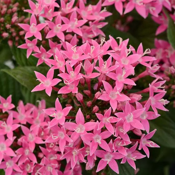 Пентас Lucky Star Насыщенно-розовый - Pentas lanceolata Lucky Star Deep Pink - Фото №1
