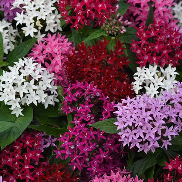 Пентас Lucky Star Смесь - Pentas lanceolata Lucky Star Mix - Фото №1