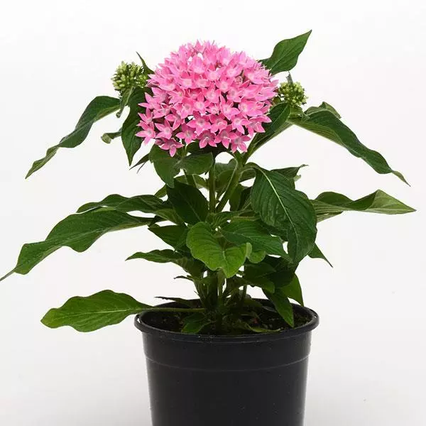 Пентас Lucky Star Розовый - Pentas lanceolata Lucky Star Pink - Фото №2