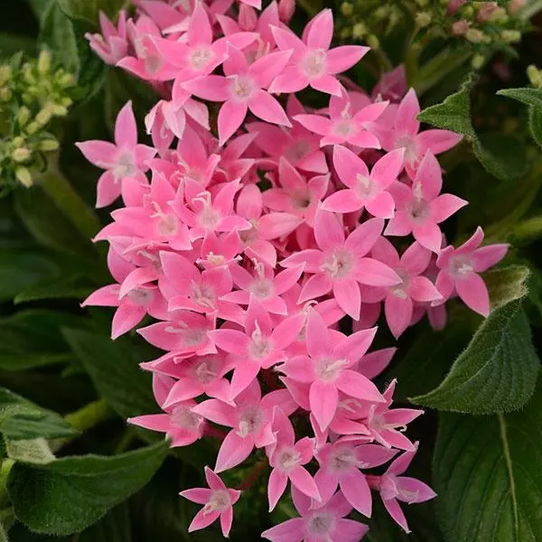 Пентас Lucky Star Розовый - Pentas lanceolata Lucky Star Pink - Фото №1