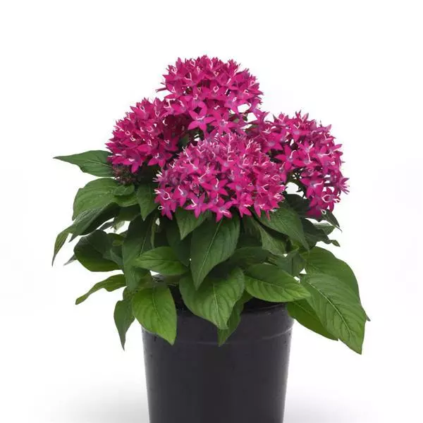 Пентас Lucky Star Фиолетовый - Pentas lanceolata Lucky Star Violet IPD - Фото №2