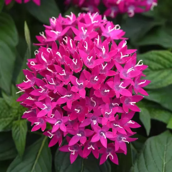 Пентас Lucky Star Фиолетовый - Pentas lanceolata Lucky Star Violet IPD - Фото №1