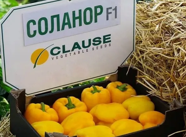 Перец Соланор F1 - Solanor F1 - Фото №1