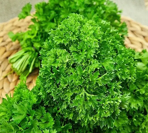 Петрушка кудрявая - Moss Curled - Фото №1
