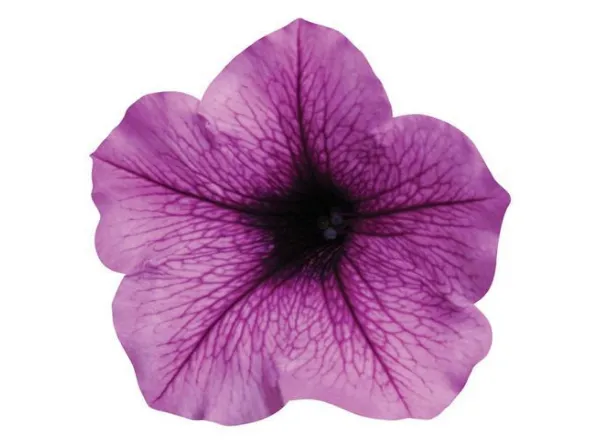 Петуния Изи Вейв Easy Wave Plum Vein Spreading   -  Petunia Easy Wave Plum Vein Spreading  - Фото №1