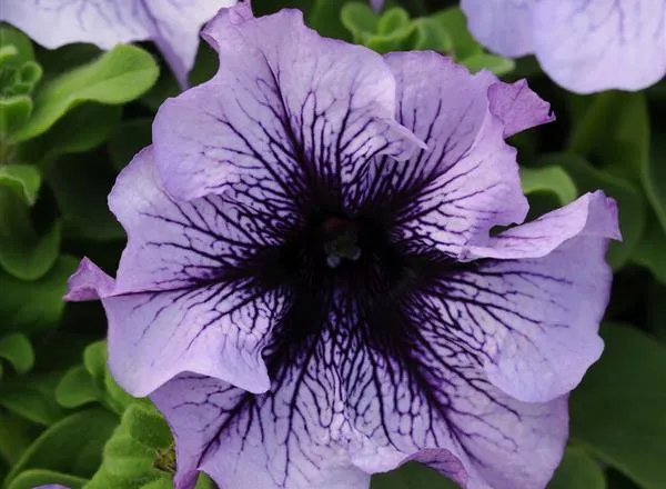 Петуния Дэдди Blue - PETUNIA DADDY BLUE - Фото №1
