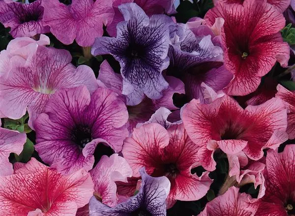Петуния Дэдди Микс - PETUNIA DADDY MIXTURE - Фото №1