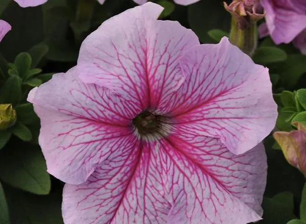 Петуния Дэдди Peppermint - PETUNIA DADDY PEPPERMINT - Фото №1