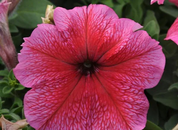 Петуния Дэдди Ред - PETUNIA DADDY RED - Фото №1