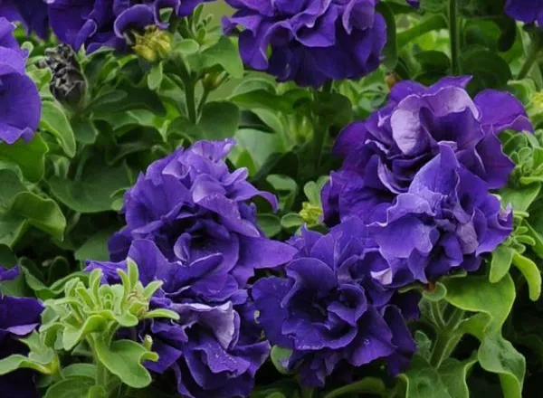 Петуния Дабл Каскад Блю - PETUNIA DOUBLE CASCADE BLUE - Фото №1