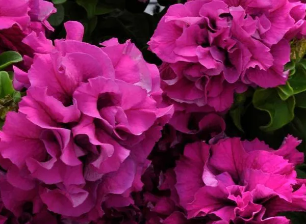 Петуния Дабл Каскад Бургунди - PETUNIA DOUBLE CASCADE BURGUNDY - Фото №1