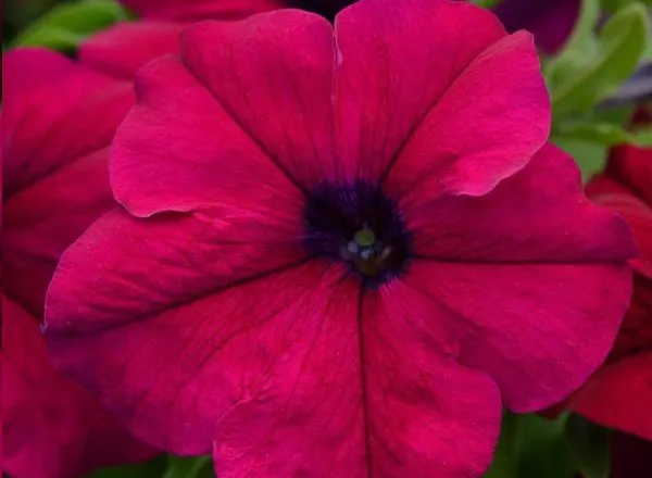 Петуния Дримс Бургунди - PETUNIA DREAMS BURGUNDY - Фото №1