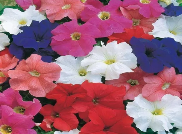 Петуния Дримс Микс - PETUNIA DREAMS MIX  - Фото №1
