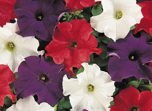 Петуния Дримс Микс Патриот - PETUNIA DREAMS MIX PATRIOT - Фото №1