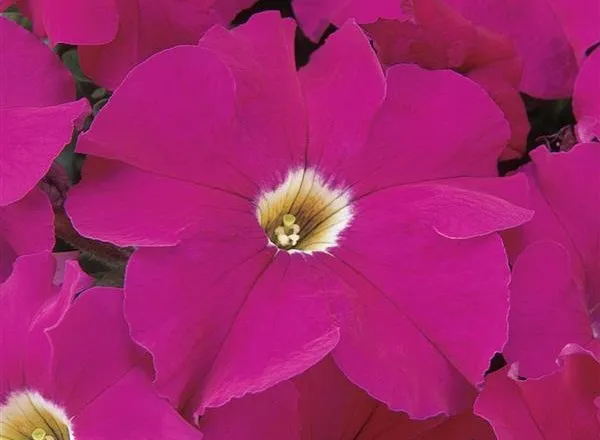 Петуния Дримс Неоновая Роза  - PETUNIA DREAMS NEON ROSE - Фото №1
