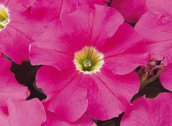 Петуния Дримс Пинк - PETUNIA DREAMS PINK - Фото №1