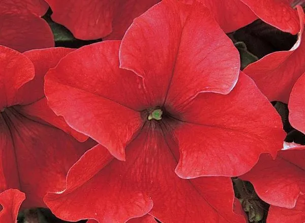 Петуния Дримс Красная Ред - PETUNIA DREAMS RED - Фото №1