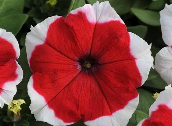 Петуния Дримс Ред Пикоти - PETUNIA DREAMS RED PIKOTEE - Фото №1