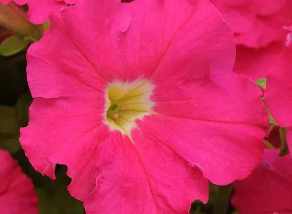 Петуния Дримс Розовая  - PETUNIA DREAMS ROZOVAYA - Фото №1