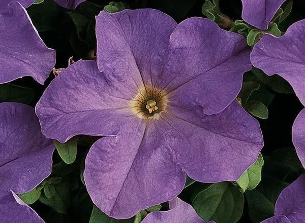 Петуния Дримс Скай Блю - PETUNIA DREAMS SKY BLUE - Фото №1