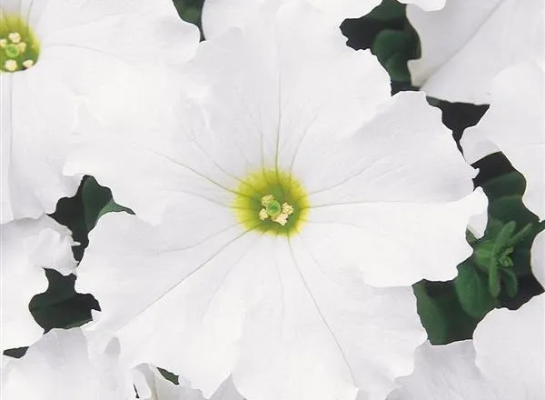 Петуния Дримс White - PETUNIA DREAMS WHITE - Фото №1