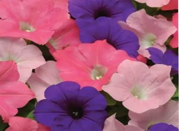 Петуния Изи Вейв Beachcomber Mixture Spreading - Petunia Easy Wave Beachcomber Mixture Spreading - Фото №1
