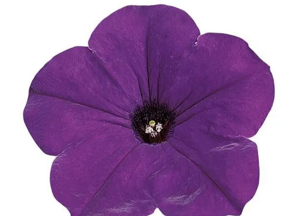 Петуния Изи Вейв Blue Spreading - Petunia Easy Wave Blue Spreading - Фото №1