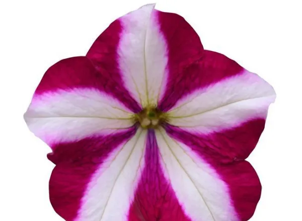Петуния Изи Вейв Burgundy Star Spreading - Petunia Easy Wave Burgundy Star Spreading - Фото №1
