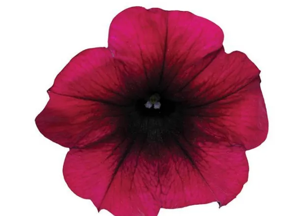 Петуния Изи Вейв Burgundy Velour Spreading - Petunia Easy Wave Burgundy Velour Spreading - Фото №1