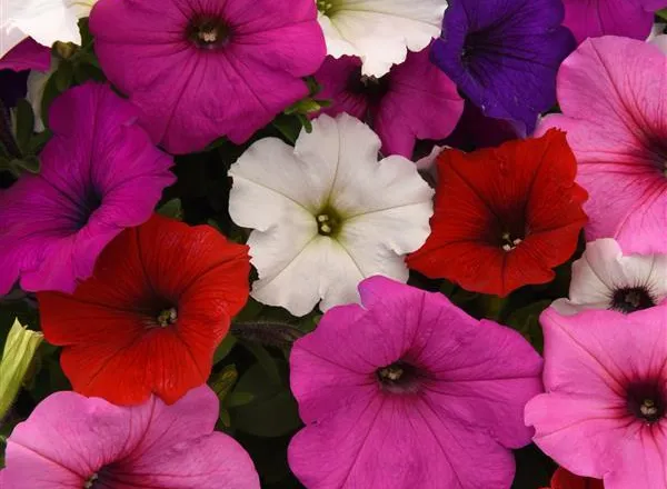Петуния Изи Вейв Easy Wave Formula Mixture Spreading - Petunia Easy Wave Formula Mixture Spreading - Фото №1